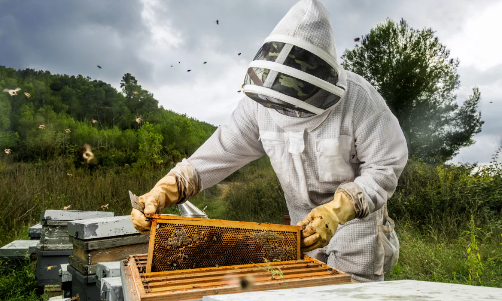 Honey Bee Removal